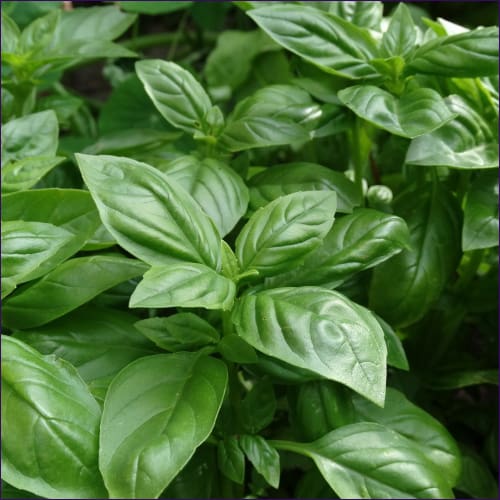 Magick & Healing of Sweet Basil Empowerment