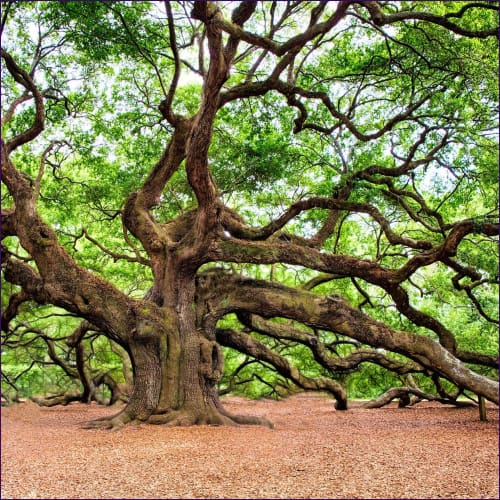 Magick & Strength of the Oak Empowerment