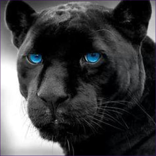 Mystical Black Panther Empowerment Reiki