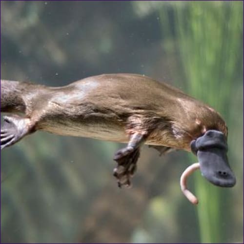 Platypus Empowerment