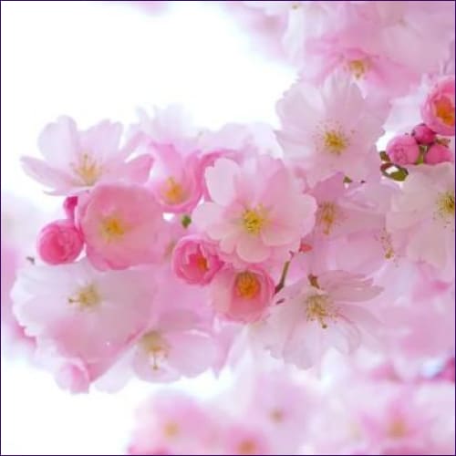 Power of Spring Reiki Empowerment