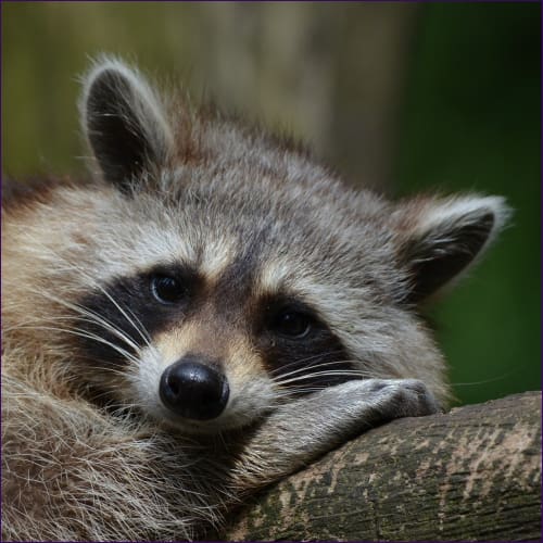 Raccoon Reiki Empowerment