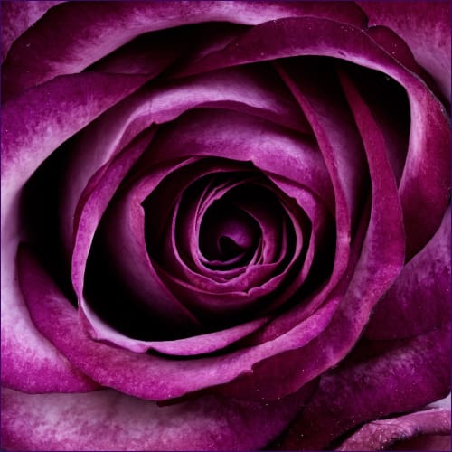 Rose Magic Flush Reiki