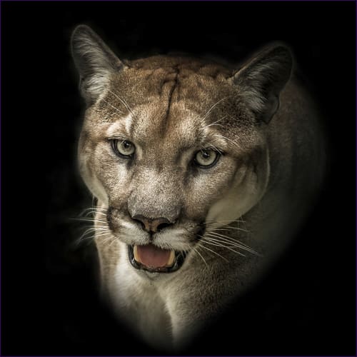 Shaman Cougar Flush Reiki