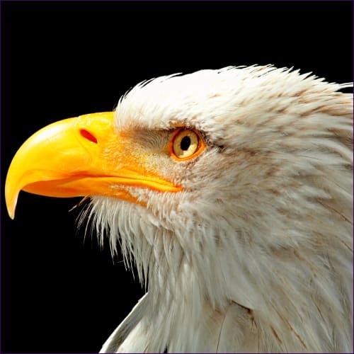 Shaman Eagle Flush Reiki - Health & Beauty
