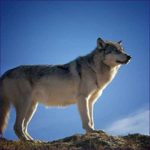 Sole Wolf Journey Reiki And Meditation