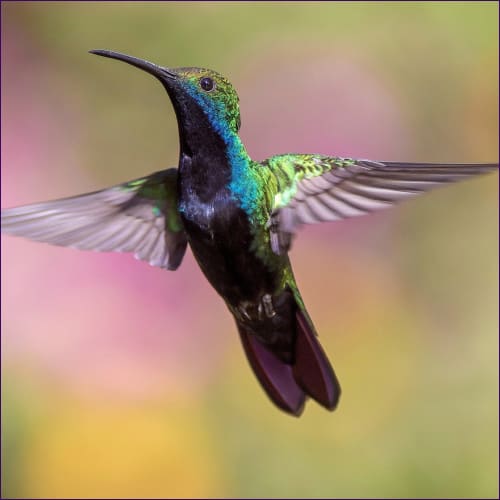 Spirits of the Air - Hummingbird Energy