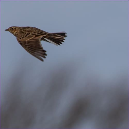 Spirits of the Air - Meadowlark Energy