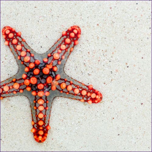 Spirits of the Sea - Starfish - Regeneration Growth Immortality