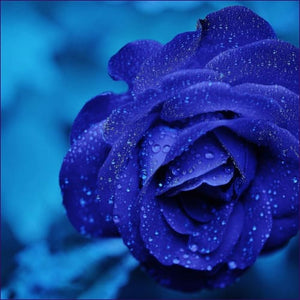 The Blue Rose Of Mary Magdalene And Her Light Team Reiki