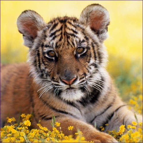 Tiger Reiki Attunement