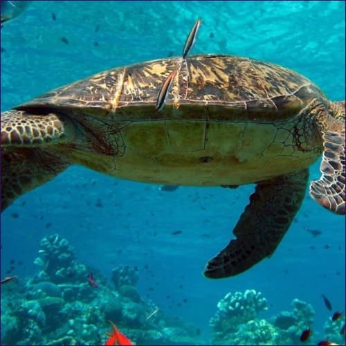 Turtle Medicine Reiki Empowerment