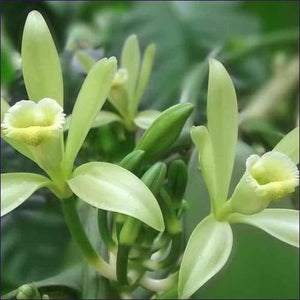 Vanilla Orchid Essence-Etheric Energies Attunement