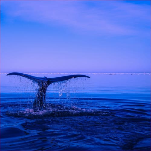 Whale Spiral Song Reiki