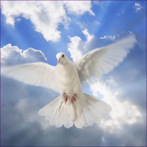 White Dove Reiki Attunement