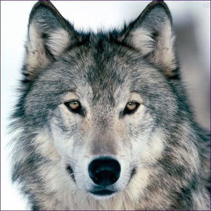 Wolf Empowerment Reiki Attunement