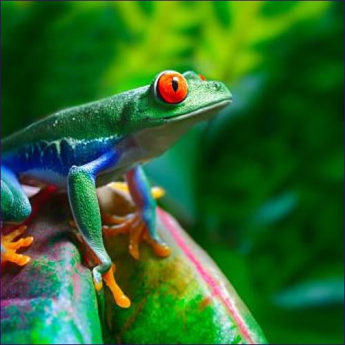 Wonders of the Tree Frog Empowerment