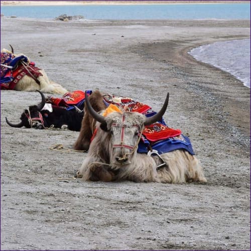 Yak Animal Meditation Empowerment